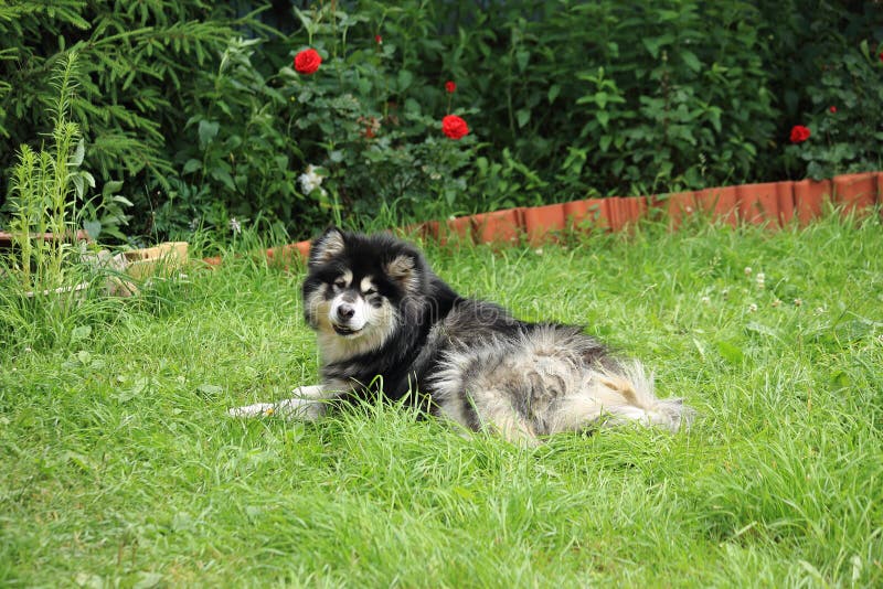 Alaskan Malamute in the summer garden on a green lawn and against a background of red roses. High quality photo. Alaskan Malamute in the summer garden on a green lawn and against a background of red roses. High quality photo