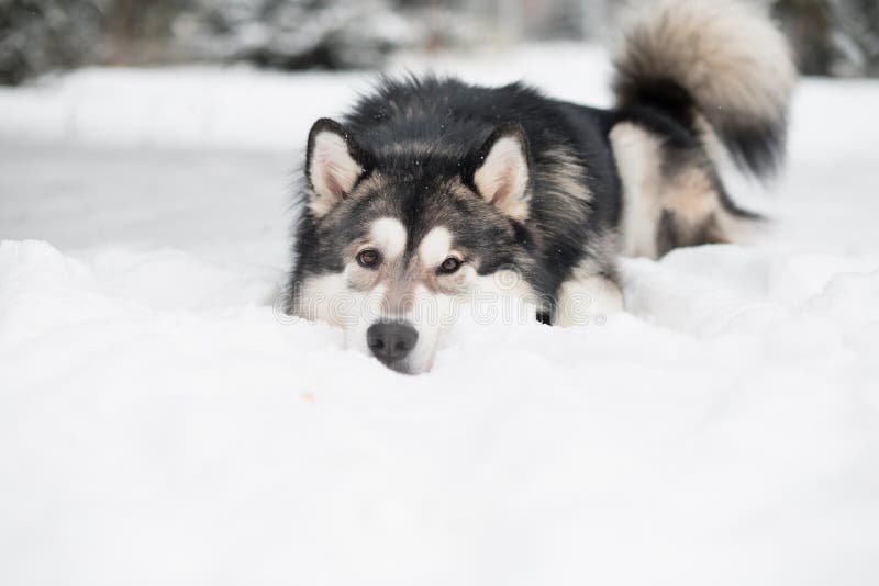 alaskan malamute lying in snow. Dog winter. High quality photo. alaskan malamute lying in snow. Dog winter. High quality photo