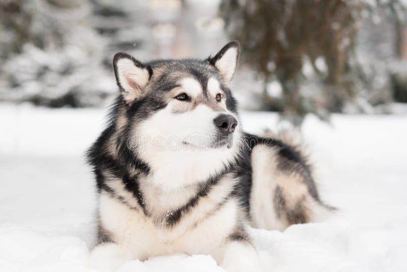 young beatiful alaskan malamute with brown eyes lying in snow looking aside. Dog winter. High quality photo. young beatiful alaskan malamute with brown eyes lying in snow looking aside. Dog winter. High quality photo