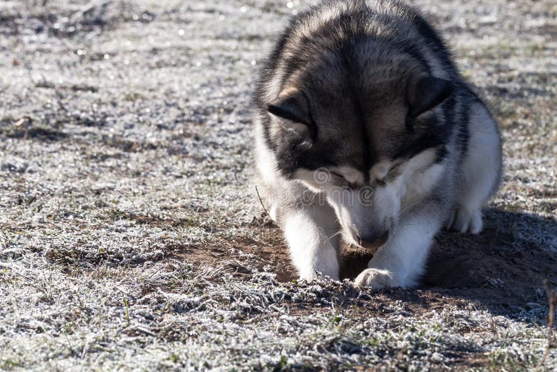 frozen dog digs