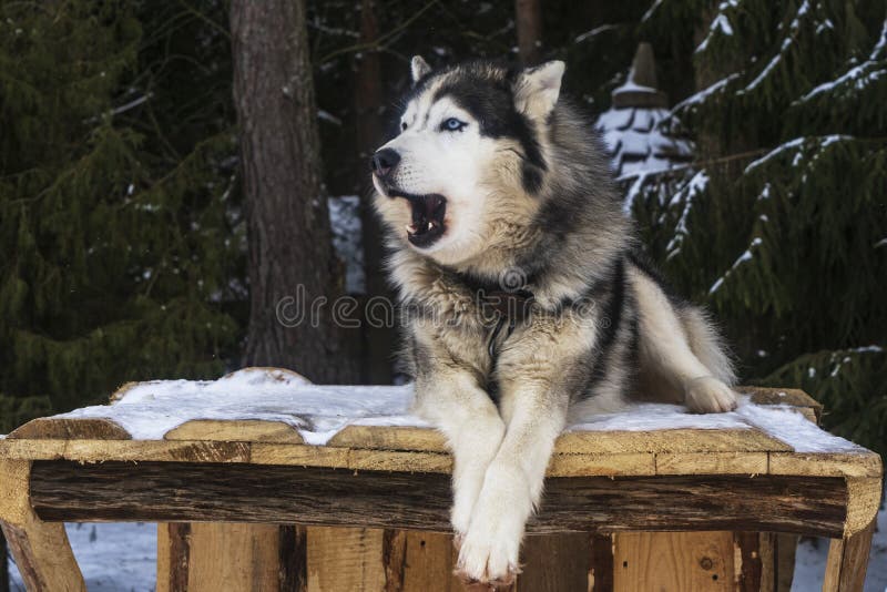Alaskan Malamute Funny Face on the Winter Background. Pretty Dog Sitting on  the Doghouse Stock Photo - Image of breed, adorable: 240274208