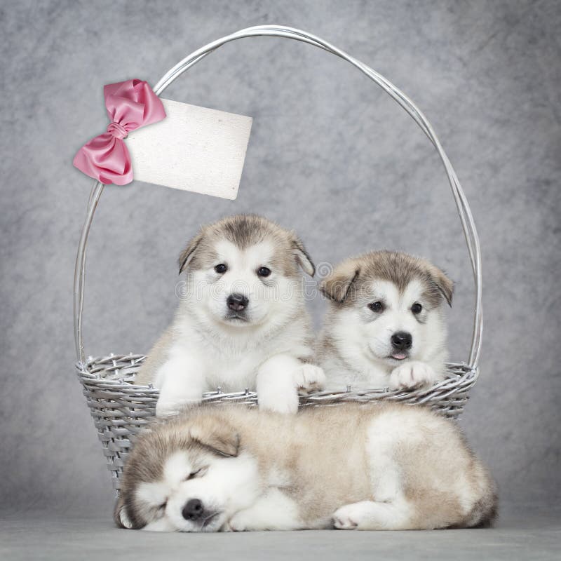 Alaskan malamute puppies in a basket stock images