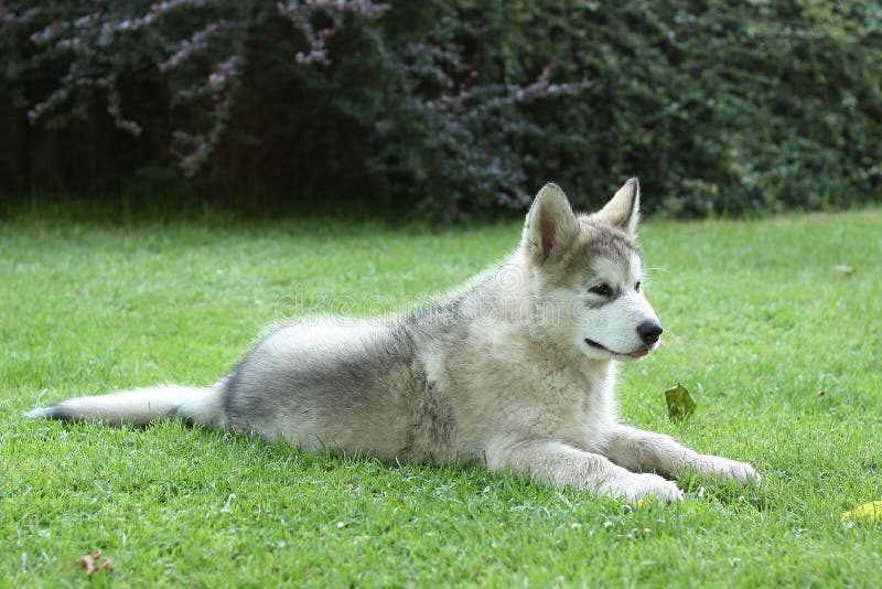 Alaskan malamute - puppy