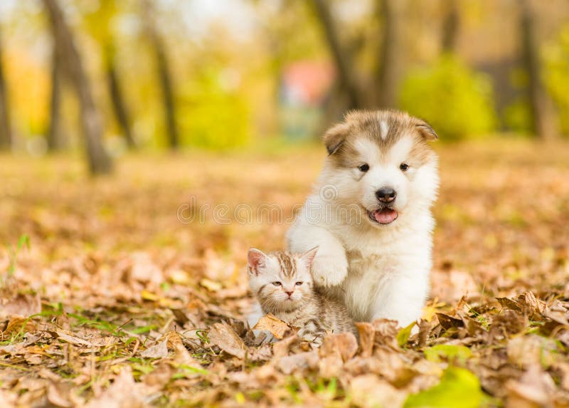 Alaskan malamute puppy and baby kitten in autumn park