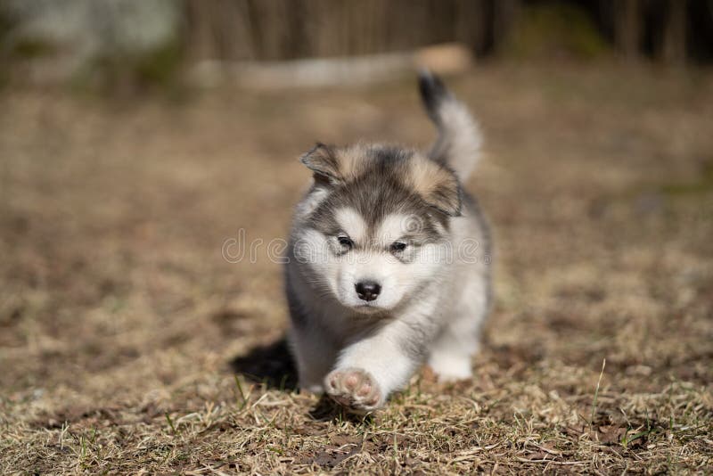 Alaskan Malamute Puppy Walking on the Grass. Young Dog. Portrait. Alaskan Malamute Puppy Walking on the Grass. Young Dog. Portrait.