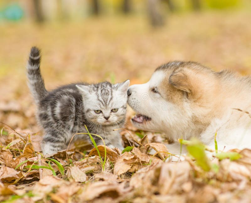 Alaskan malamute puppy playing with a kitten, biting its tail in autumn park