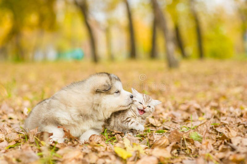 Alaskan malamute puppy and scottish kitten lying together in autumn park