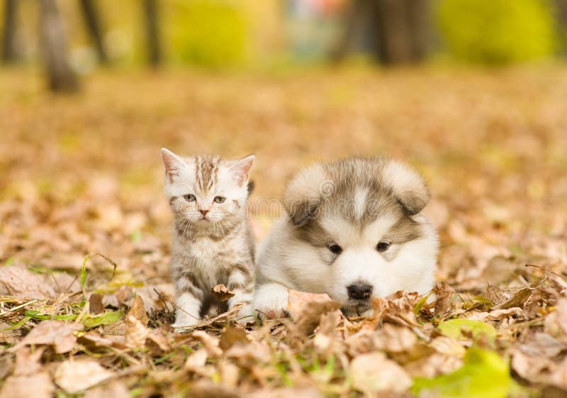 Alaskan malamute puppy and scottish kitten lying together in autumn park