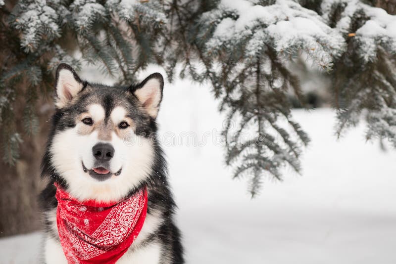 alaskan malamute sitting in red scarf. Dog winter forest. High quality photo. alaskan malamute sitting in red scarf. Dog winter forest. High quality photo