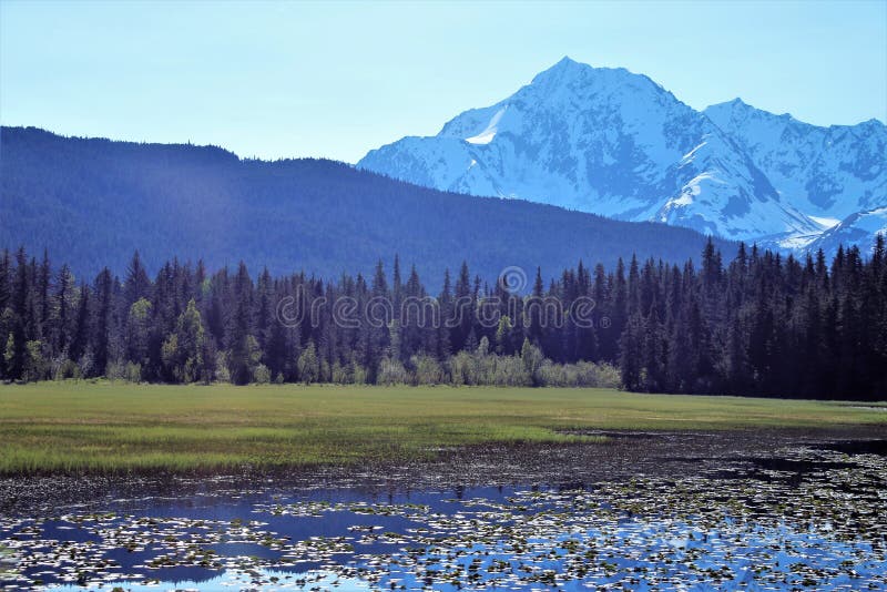 Alaskan Meadow With Lake And Snow Capped Mountains And Trees Stock