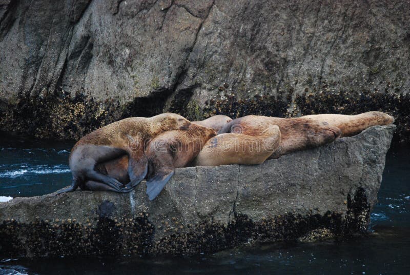 These Alaskan Sea Lions were awkwardly sharing a rock while they dried out. Sleeping on the rocks seemed like a very important part of the day.