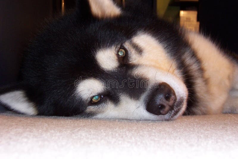 alaski malamute obraz stock alaski malamute obraz stock