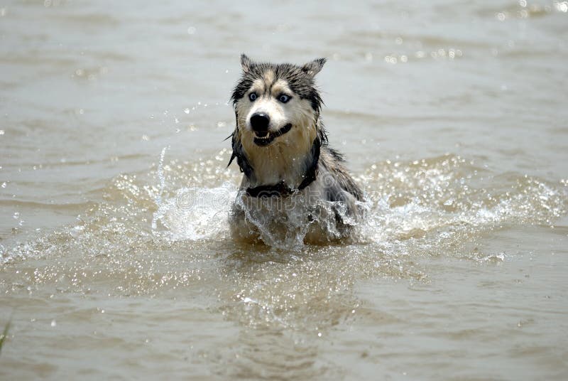 alaski malamute zdjęcia royalty free alaski malamute zdjęcia royalty free