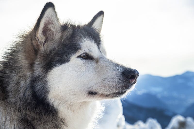 Alaski Malamute obrazy royalty free Alaski Malamute obrazy royalty free
