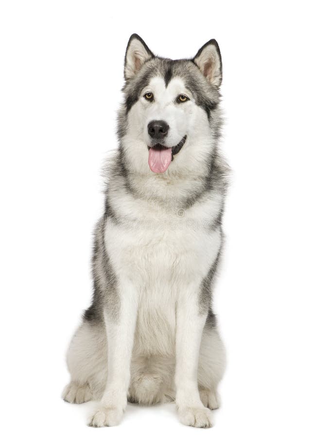 alaski malamute zdjęcia royalty free alaski malamute zdjęcia royalty free