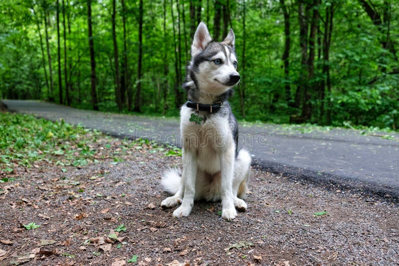 Alaskischer Klee Kai Hund Minischlittenhund Stockfoto Bild von mini