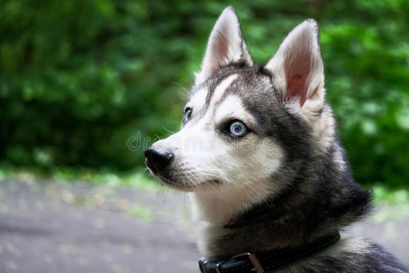 Alaskischer Klee Kai Hund Minischlittenhund Stockfoto Bild von mini