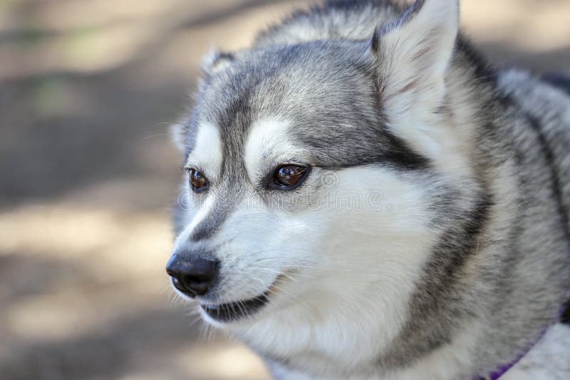 Alaskischer Klee Kai Hund Minischlittenhund Stockfoto Bild von mini