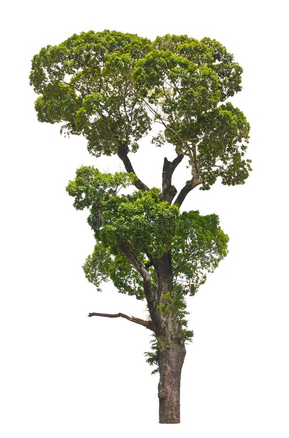 Alatus de Dipterocarpus, arbre tropical. photo stock Alatus de Dipterocarpus, arbre tropical. photo stock