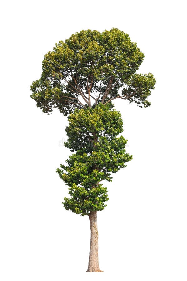 Alatus de Dipterocarpus, árbol tropical en el noreste de Tailandia foto de archivo Alatus de Dipterocarpus, árbol tropical en el noreste de Tailandia foto de archivo