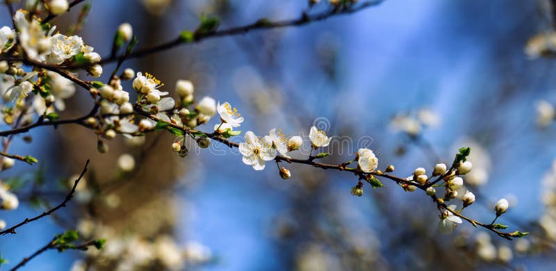 Alb de primăvară înflorit mirabelle stock photography