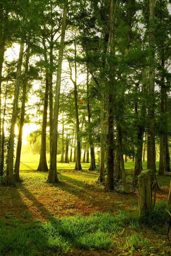 Alba attraverso gli alberi immagine stock Alba attraverso gli alberi immagine stock