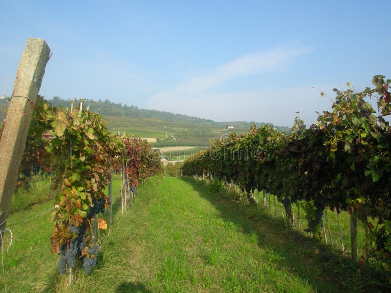 Alba Langhe winery with vineyards harvest nebbiolo vines barolo winefarm Piemonte italy. Alba Langhe winery with vineyards harvest nebbiolo vines barolo winefarm Piemonte italy