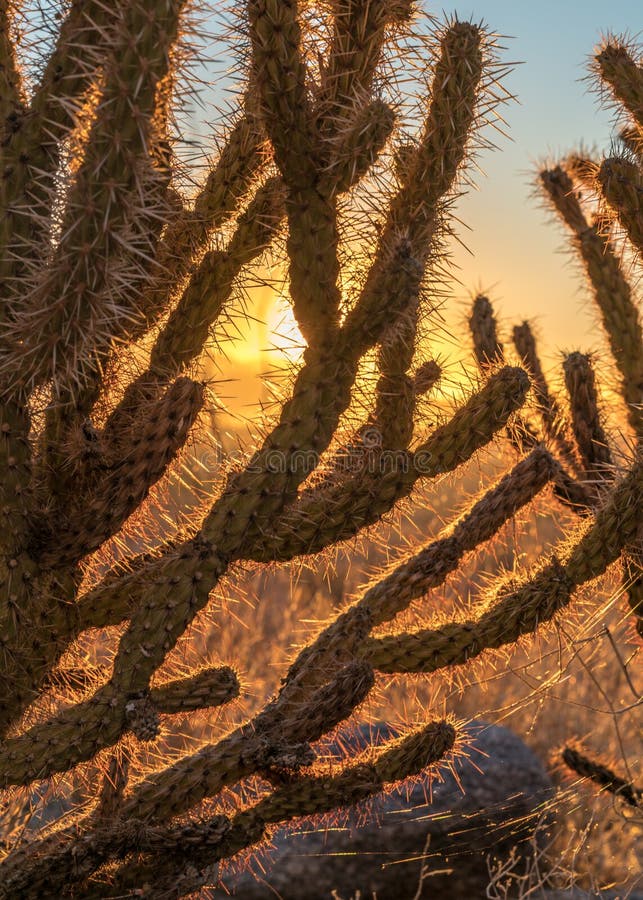 Alba con nel parco di stato del deserto di Anza Borrego fotografia stock Alba con nel parco di stato del deserto di Anza Borrego fotografia stock