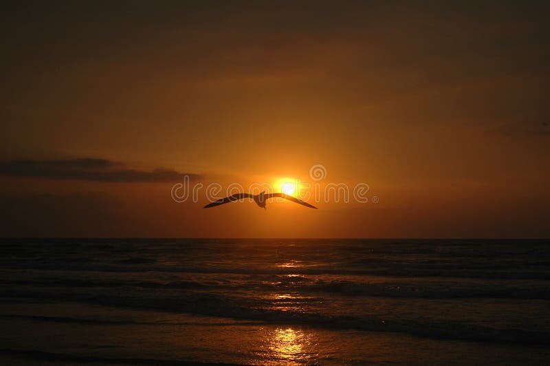 Alba del gabbiano fotografia stock Alba del gabbiano fotografia stock