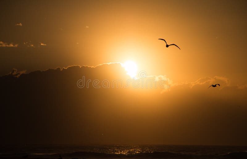 Alba del gabbiano sopra l'oceano fotografia stock libera da diritti Alba del gabbiano sopra l'oceano fotografia stock libera da diritti