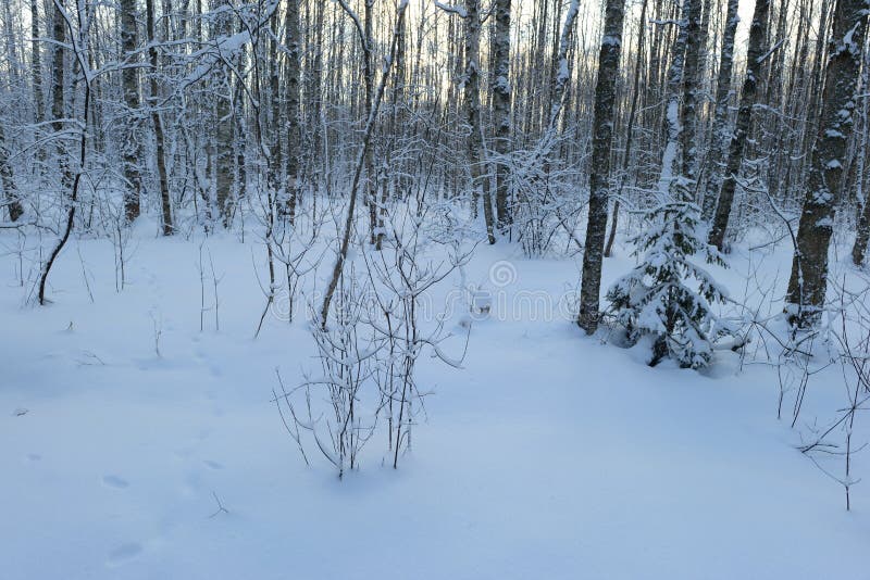 Alba di mattina di inverno della foresta della neve della betulla fotografia stock libera da diritti Alba di mattina di inverno della foresta della neve della betulla fotografia stock libera da diritti