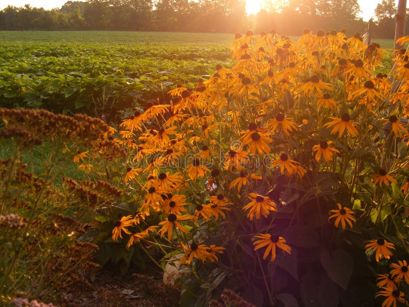 Alba dietro le margherite gialle fotografie stock