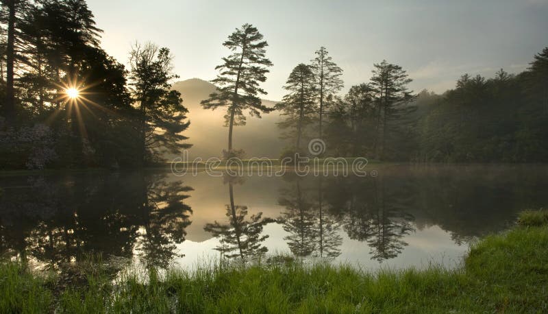 Alba nebbiosa in foresta fotografie stock Alba nebbiosa in foresta fotografie stock