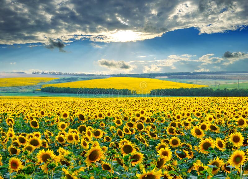 Alba sopra i giacimenti del girasole immagine stock libera da diritti Alba sopra i giacimenti del girasole immagine stock libera da diritti