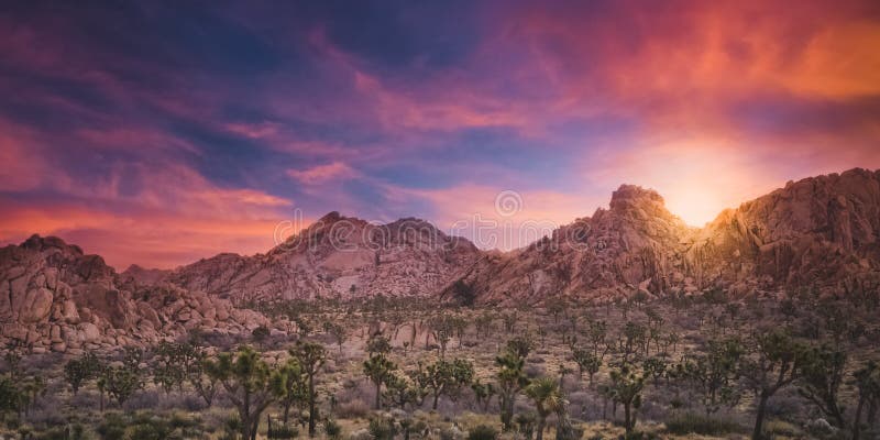Alba splendida sopra una foresta ed i massi del cactus in Joshua Tree National Park immagine stock Alba splendida sopra una foresta ed i massi del cactus in Joshua Tree National Park immagine stock