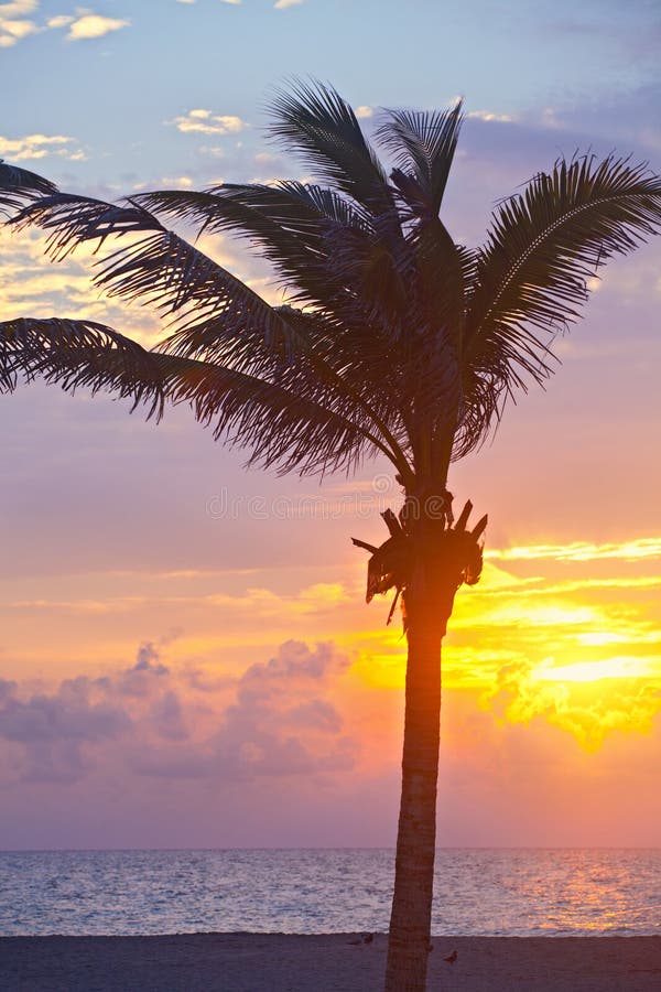 Alba variopinta di estate di Florida, di Miami Beach o tramonto con le palme immagine stock libera da diritti Alba variopinta di estate di Florida, di Miami Beach o tramonto con le palme immagine stock libera da diritti