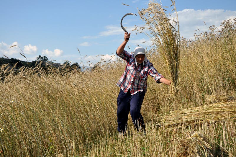 Albanian Women Harvest Oat in the Village of Turaj, Albania Editorial ...