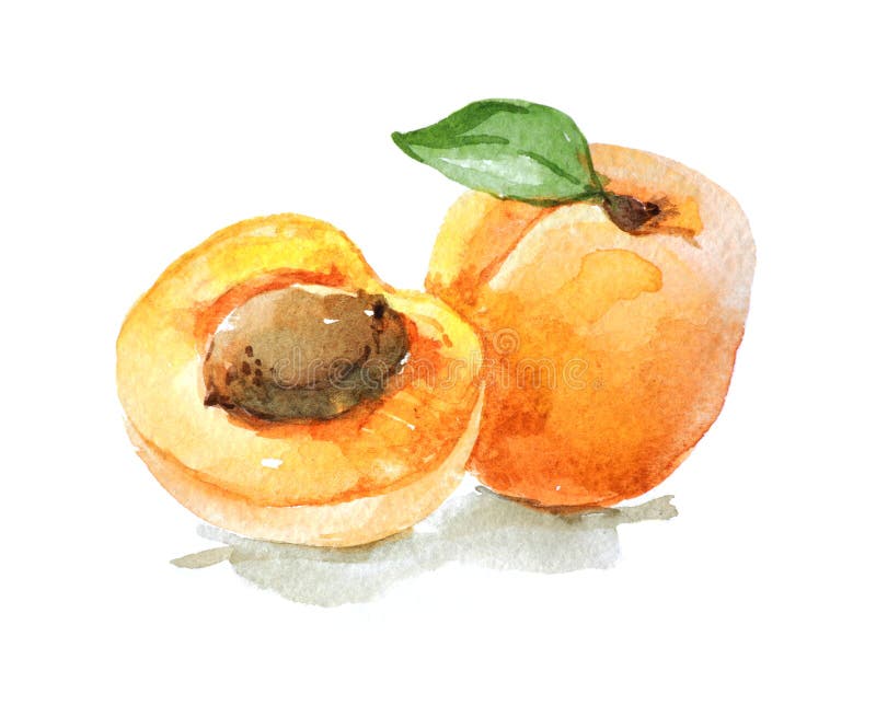 Albaricoque con hojas, ilustración acuarela stock de ilustración