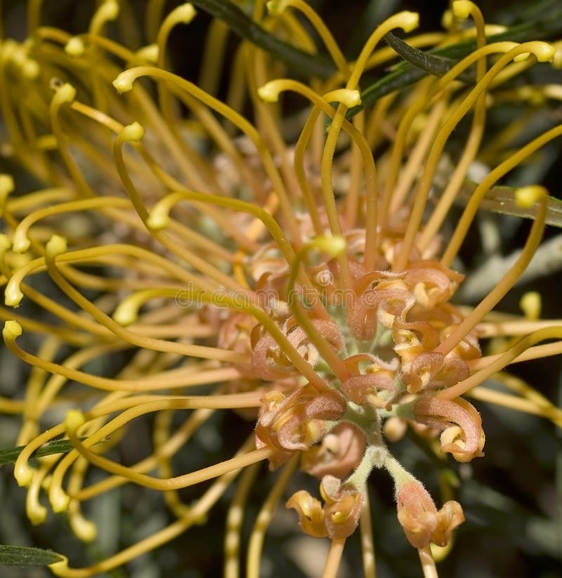 Albaricoque del amarillo de la gema de la miel del grevillea de Australia imagen de archivo