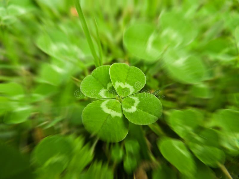 Albastru cu patru foi royalty free stock photos