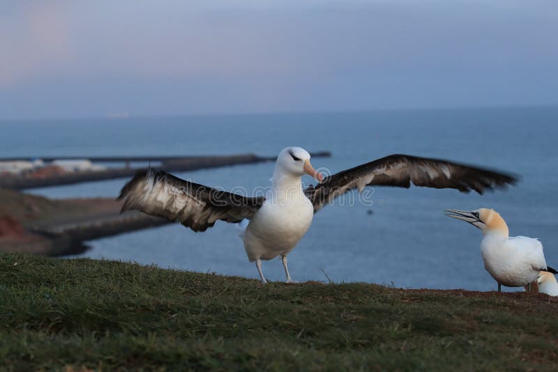 Albatros con browsing nero e x28; Thalassarche melanophris e x29; o Mollymawk Helgoland Island Germany