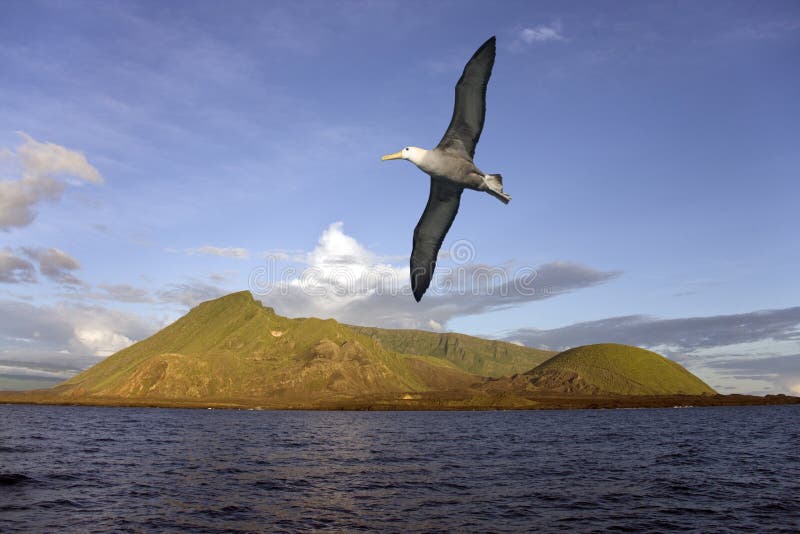 Albatros - Isabella Island - de Eilanden van de Galapagos