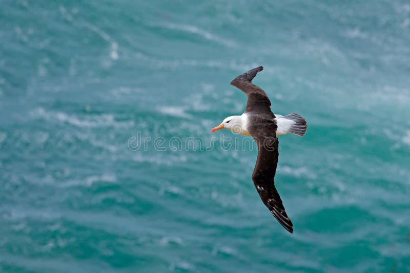 Albatros w komarnicie z morze fala w tle Czarnobrewy albatros, Thalassarche melanophris, ptasi lot, fala Atlan zdjęcie stock