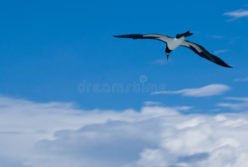 albatros wymachując zdjęcia royalty free albatros wymachując zdjęcia royalty free