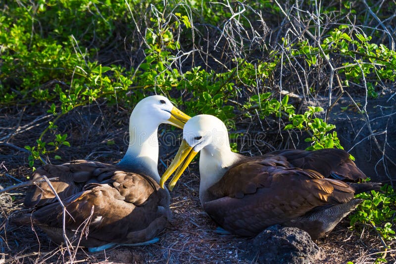 Albatross Birds