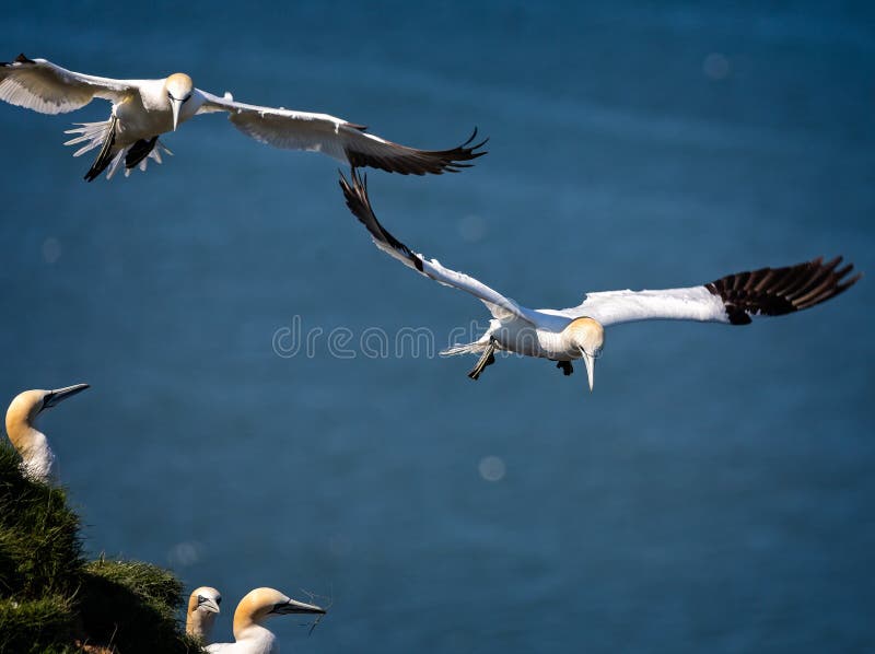 Albatrozes crescentes no céu imagens de stock Albatrozes crescentes no céu imagens de stock