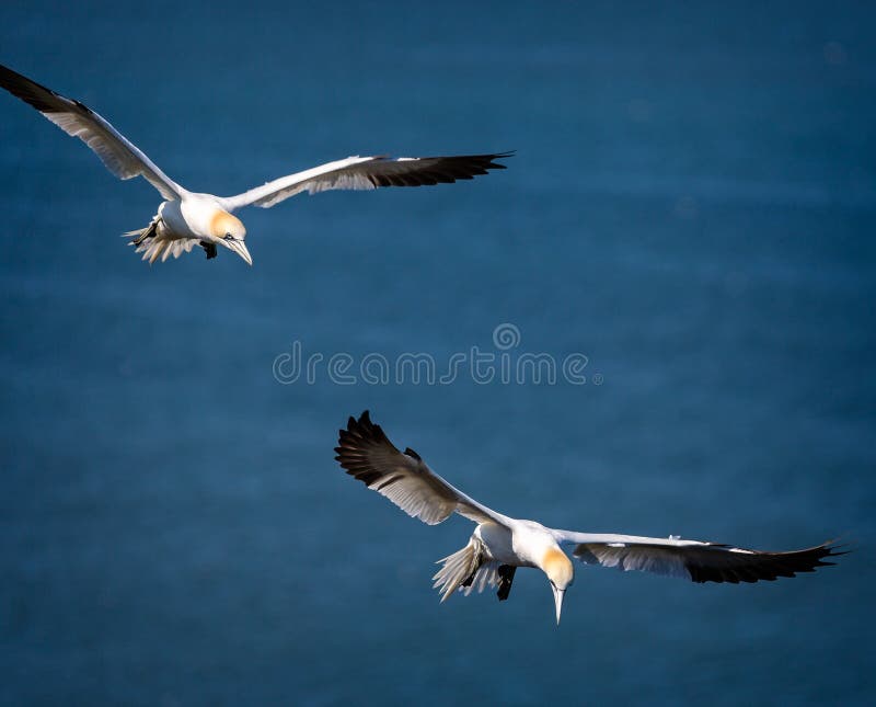 Albatrozes crescentes no céu foto de stock Albatrozes crescentes no céu foto de stock
