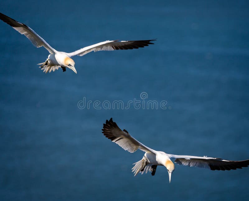 Albatrozes crescentes no céu fotografia de stock Albatrozes crescentes no céu fotografia de stock