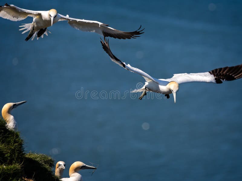 Albatrozes crescentes no céu fotos de stock royalty free Albatrozes crescentes no céu fotos de stock royalty free