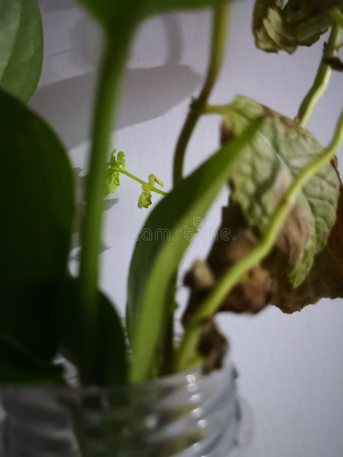 Alberello verde fotografia stock libera da diritti Alberello verde fotografia stock libera da diritti